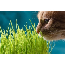 Выращиваем траву для кошек в домашних условиях.